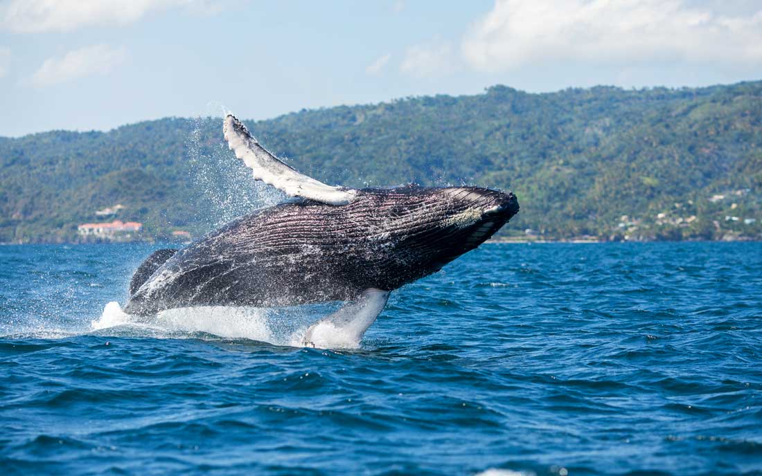 Humpback whale breaching.