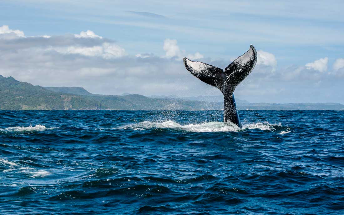 Humpback whale in Samaná Bay – Photo: Kit Korzun / Shutterstock.com