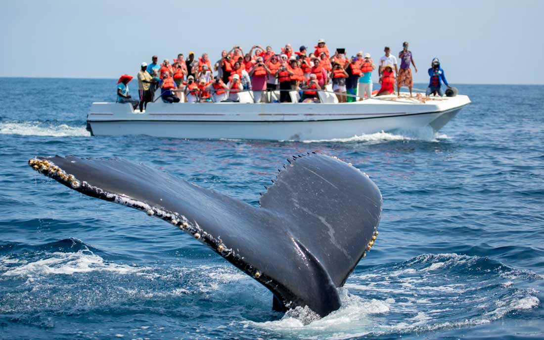 How to See the Whales in Samaná Bay · Visit Dominican Republic