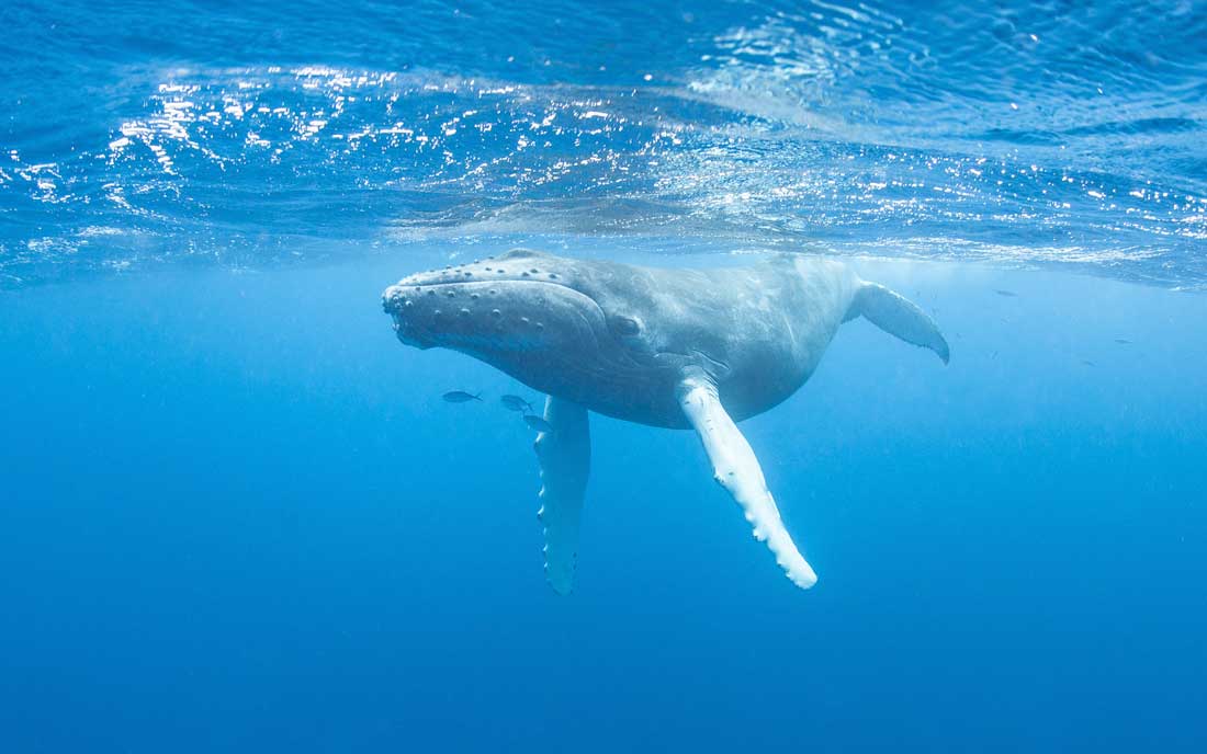 Mother swimming with baby whales in Dominican Republic.