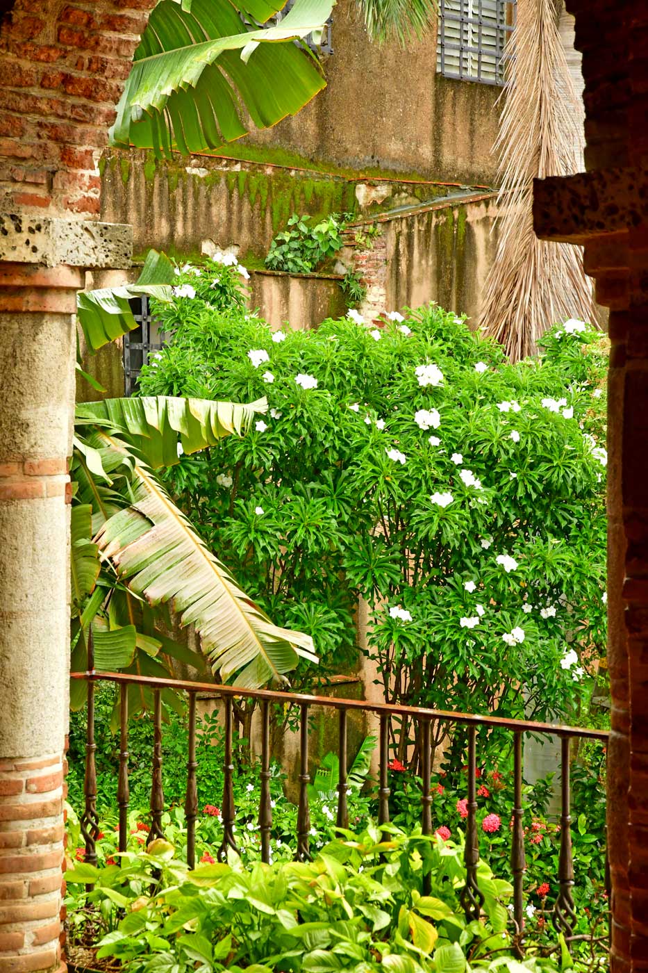 Tropical garden in Zona Colonial.