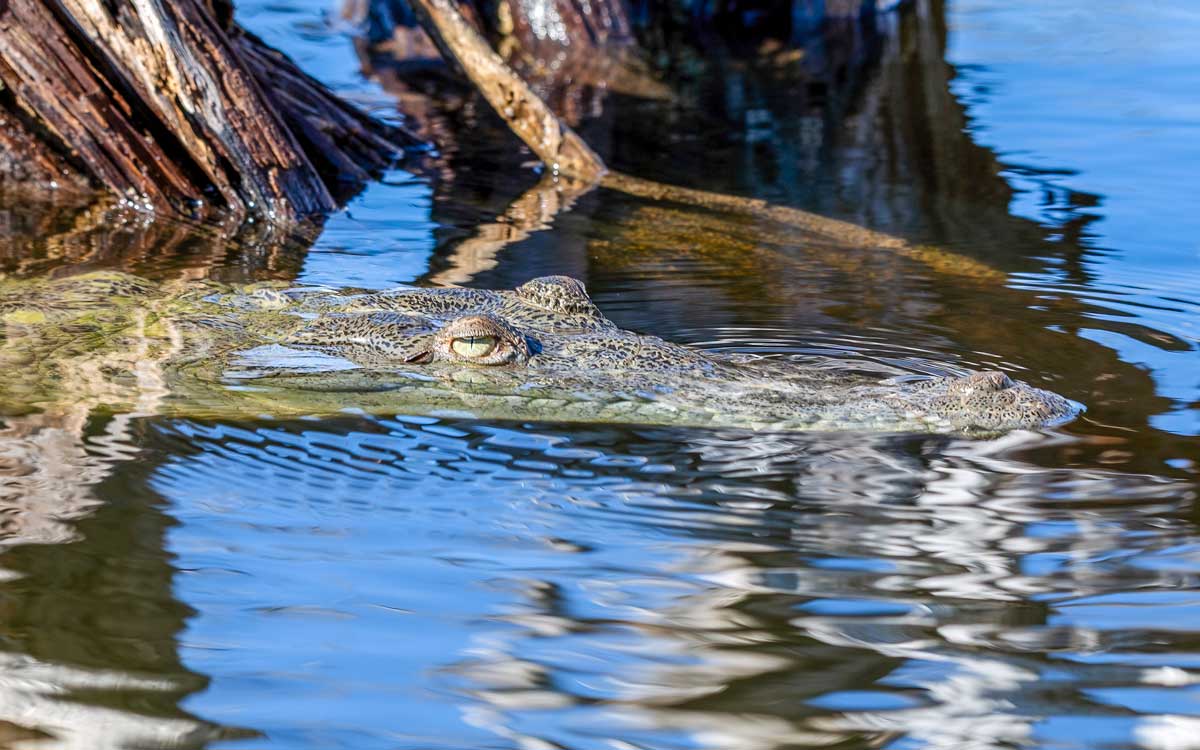 Crocodile looking from water surface.