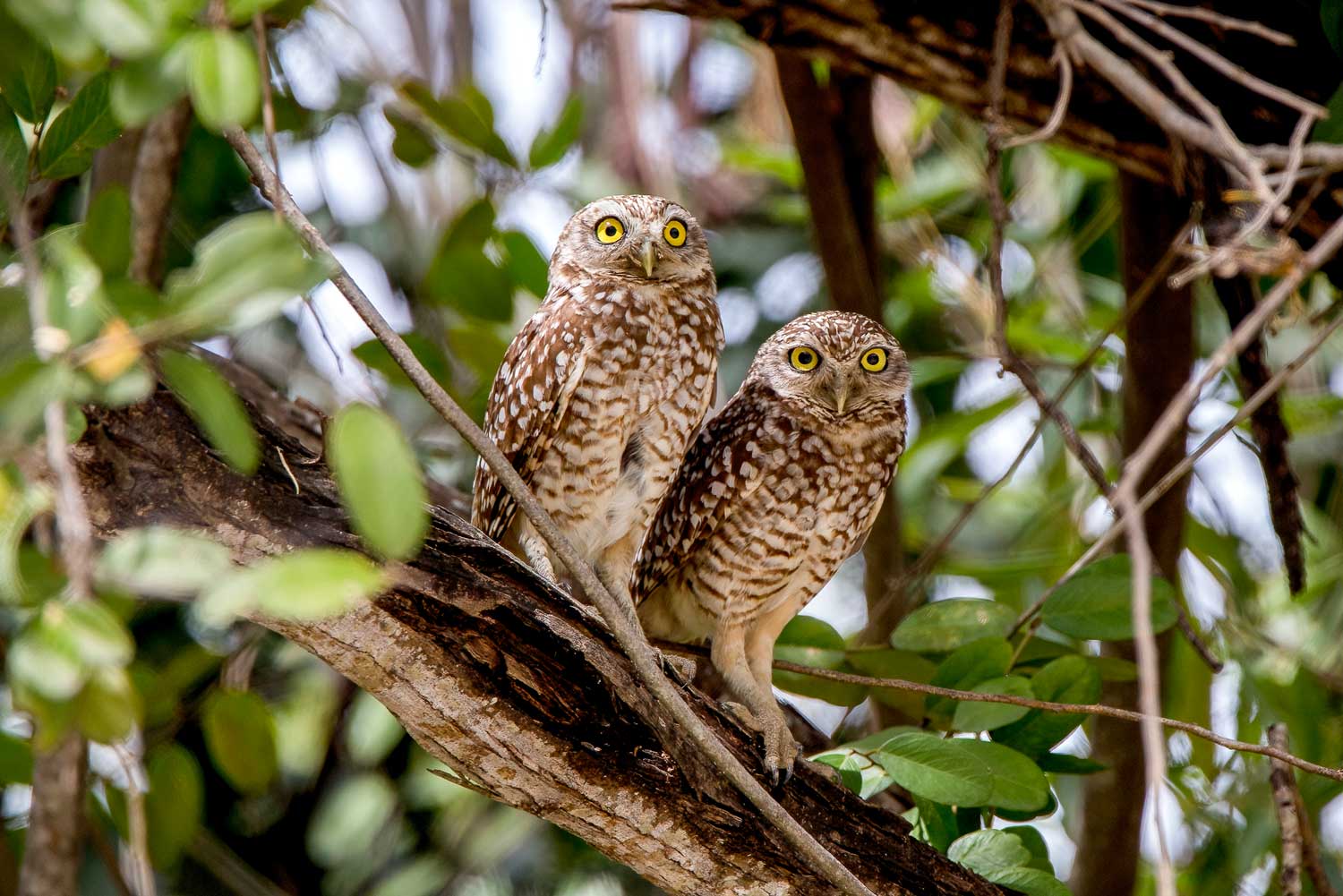 Two owls on a branch in the forest.