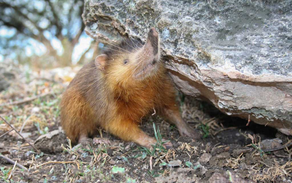 Furry little mammal behind a stone.