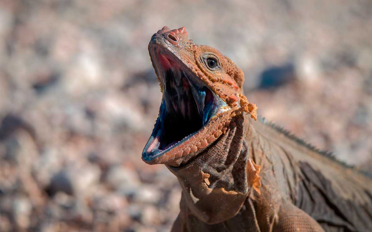 Rhinoceros iguana opening mouth.