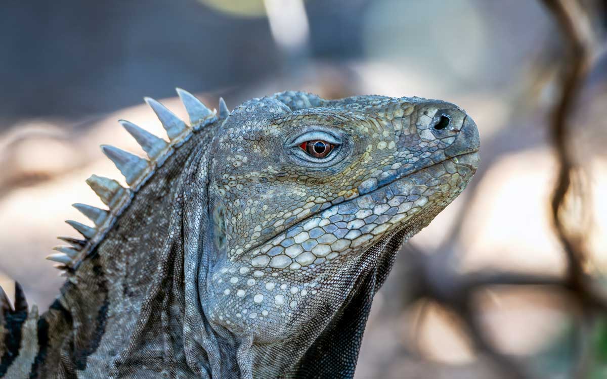 Iguana looking straight.