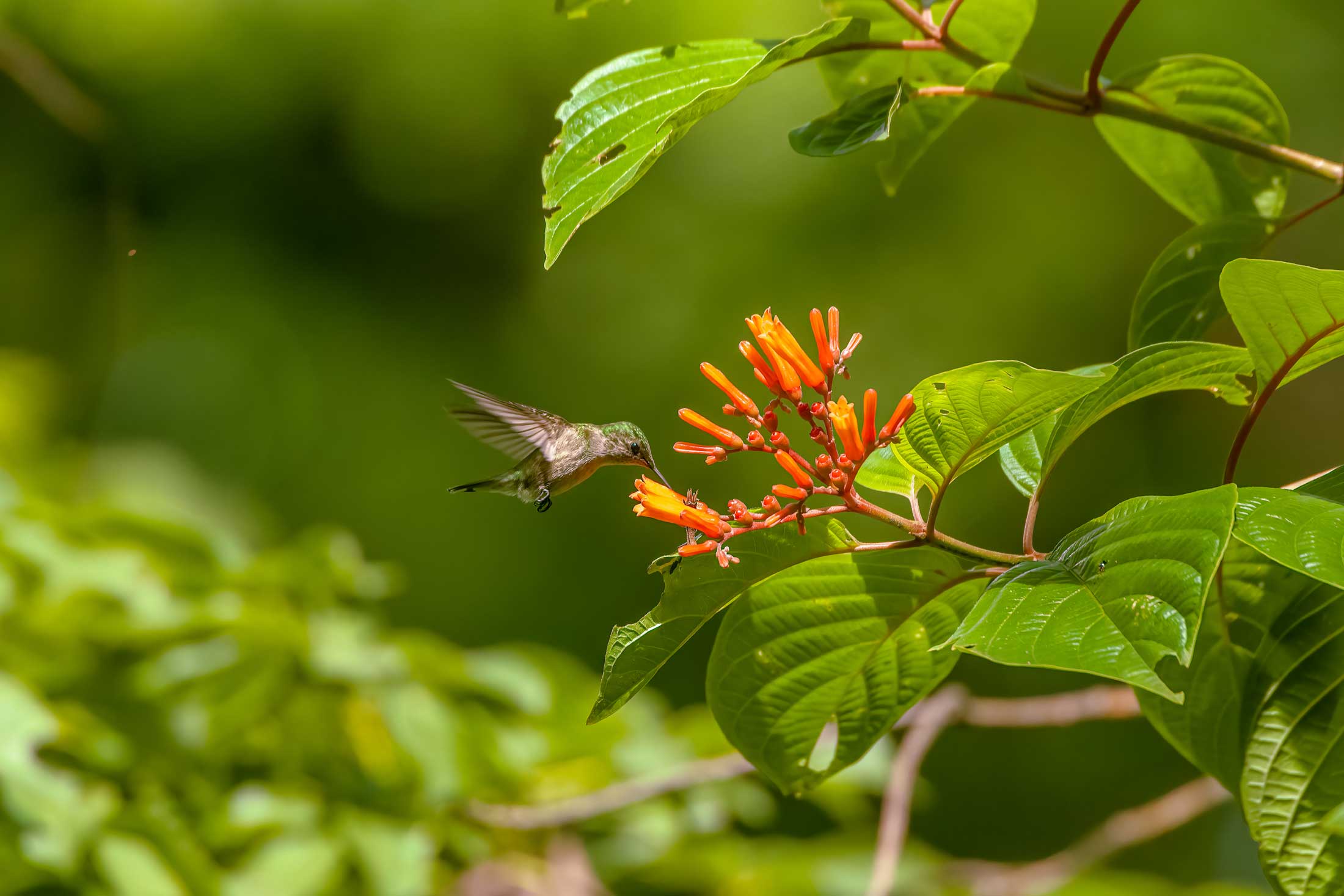 Tiny hummingbird feeding from flower buds.