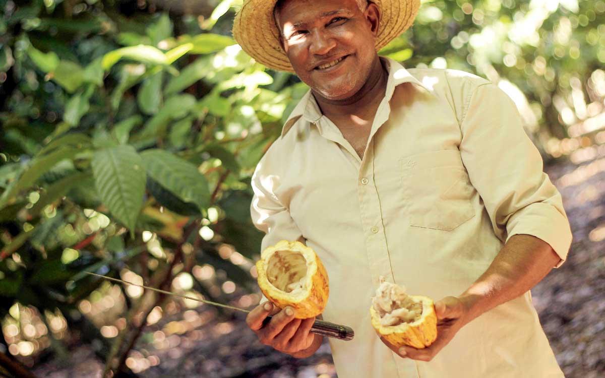 Farmer holding opened Cacao fruit.