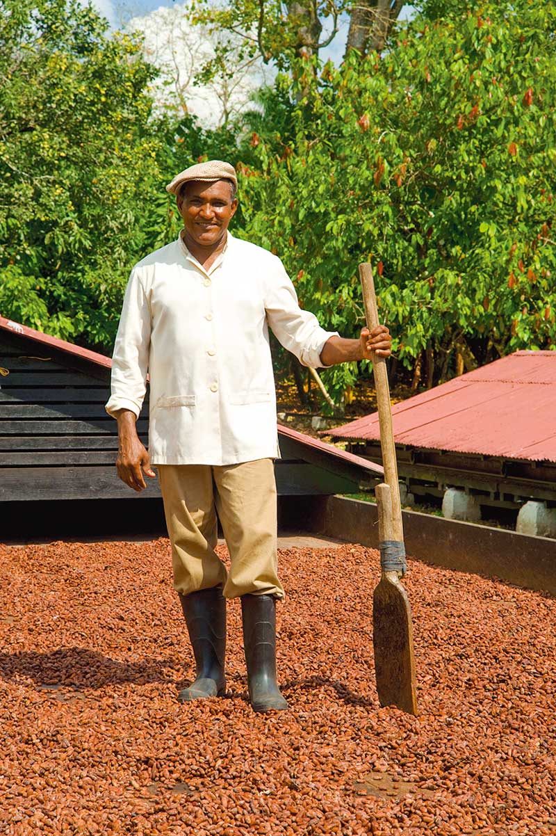 Dominican Cacao farmer drying Cacao seeds.