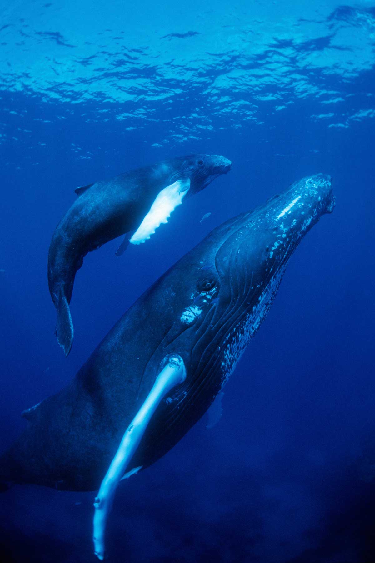 Adult and newborn whale swimming together.
