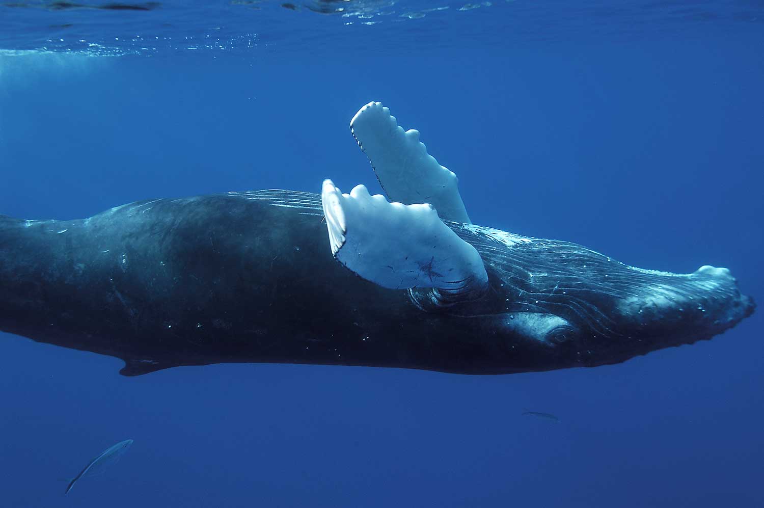 Humpback whale swimming upside down.