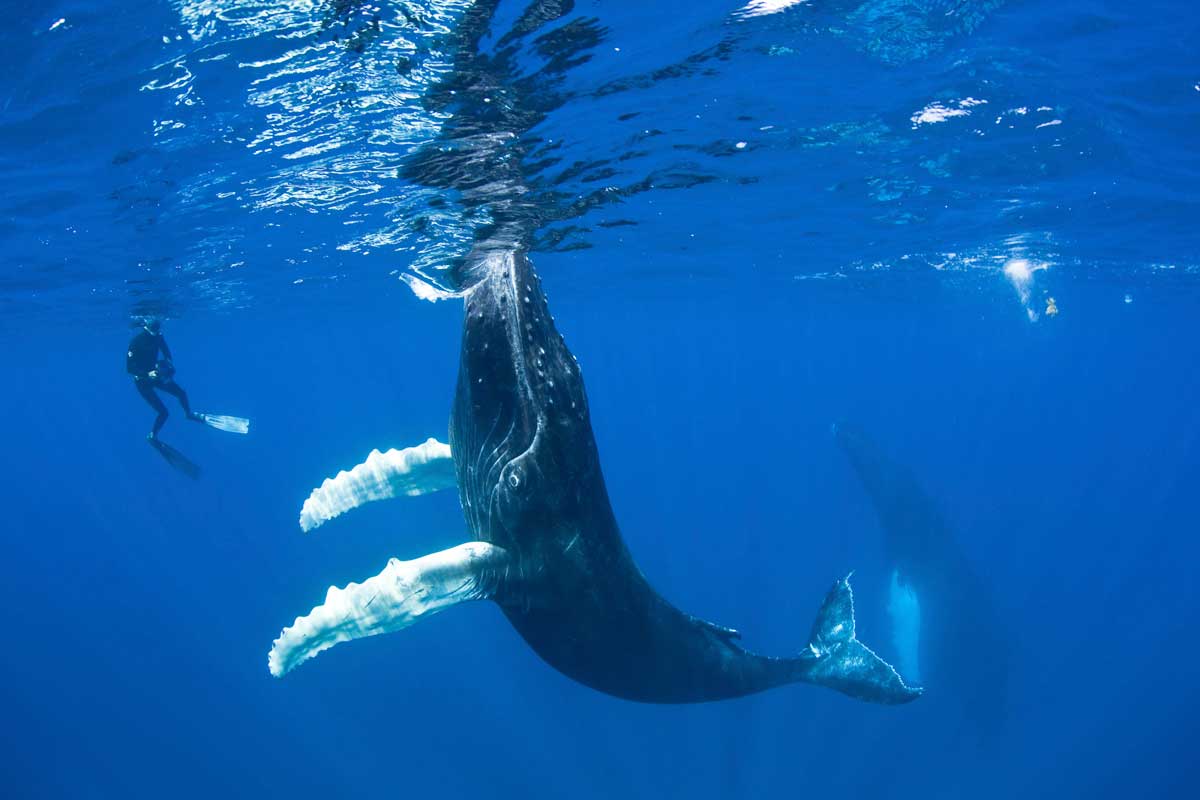 Diver and whale swimming together.