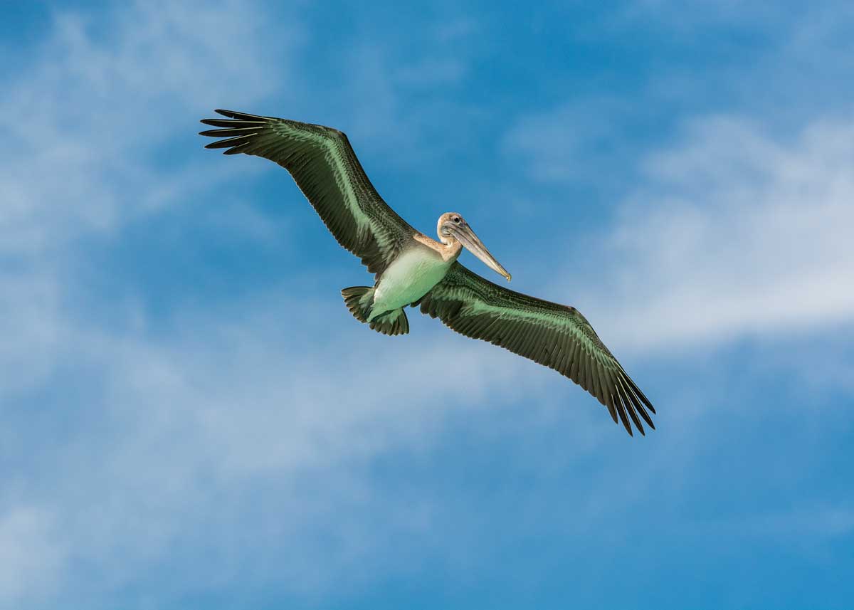 Pelican flying through the sky.