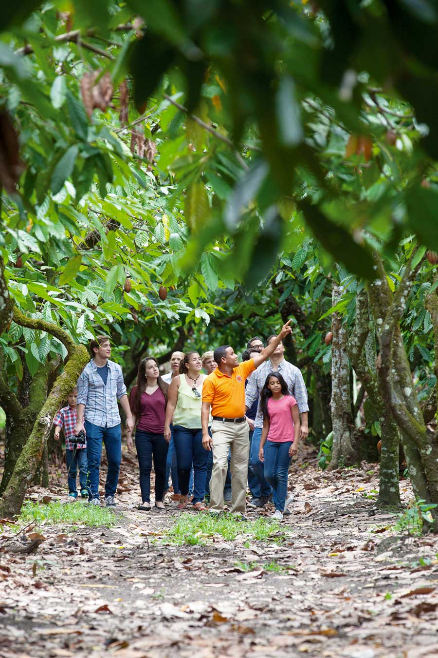 Group walking in Cacao forest.