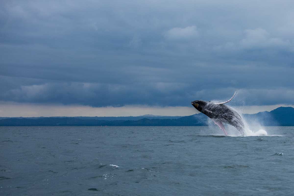 Humpback whale jumping out of water.