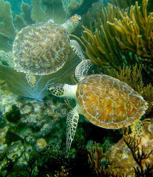 Two Green Sea Turtles swimming in coral.