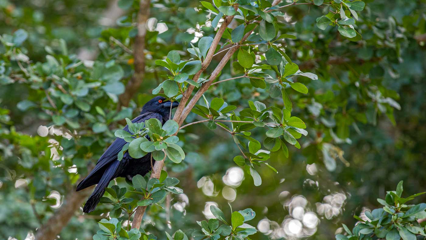 Crow hiding behind leaves.
