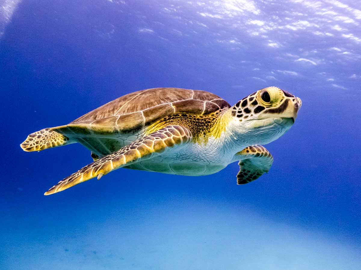 Sea turtle swimming in the sea.