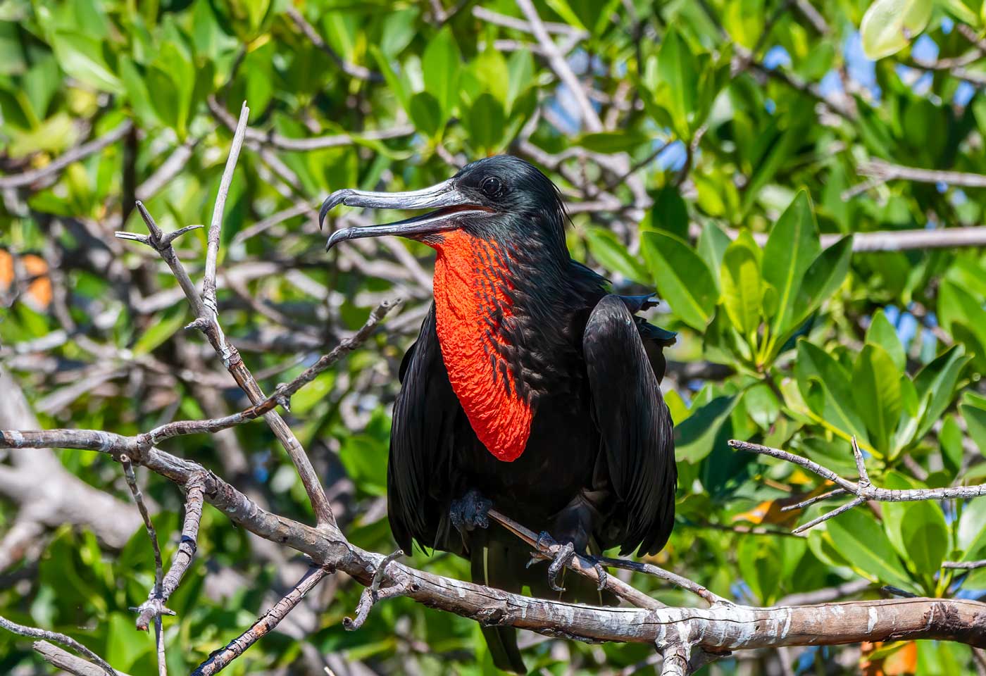 Magnificent Frigatebird on branch.