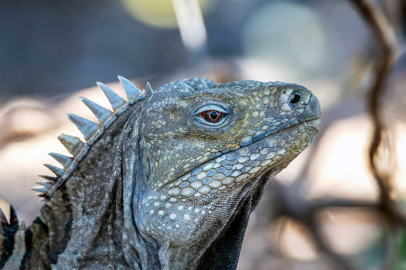 Ricords Iguana head.