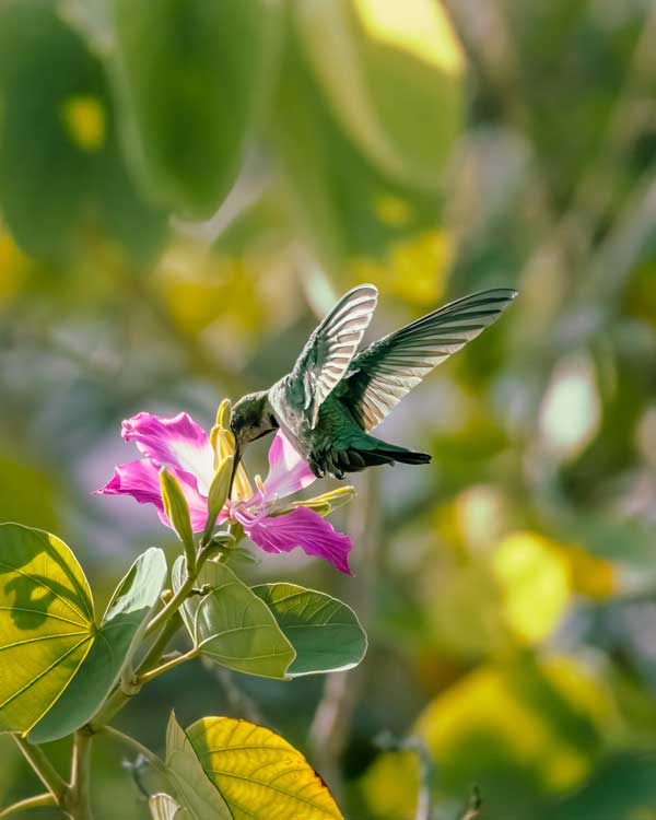 Zumbador Grande Hummingbird drinking nectar from flower.