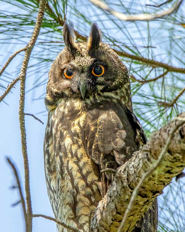 Stygian Owl perched on a pine tree branch.