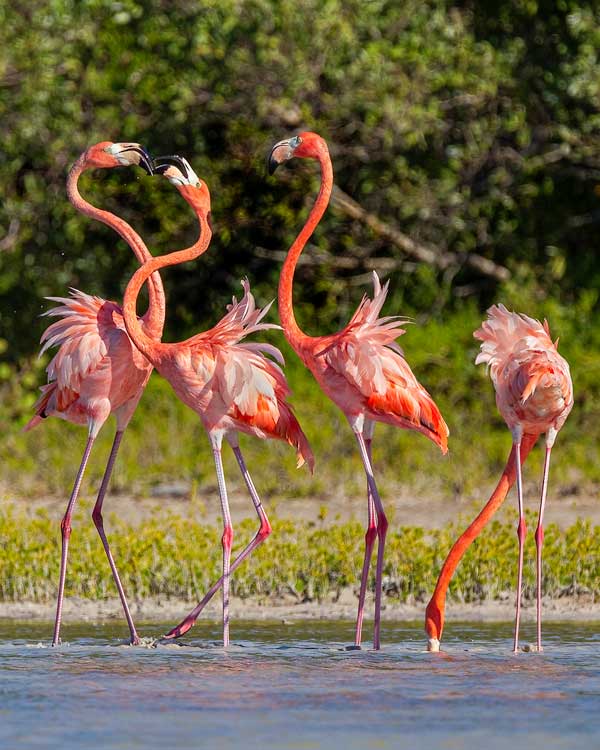 Flamingos bathing and drinking water.