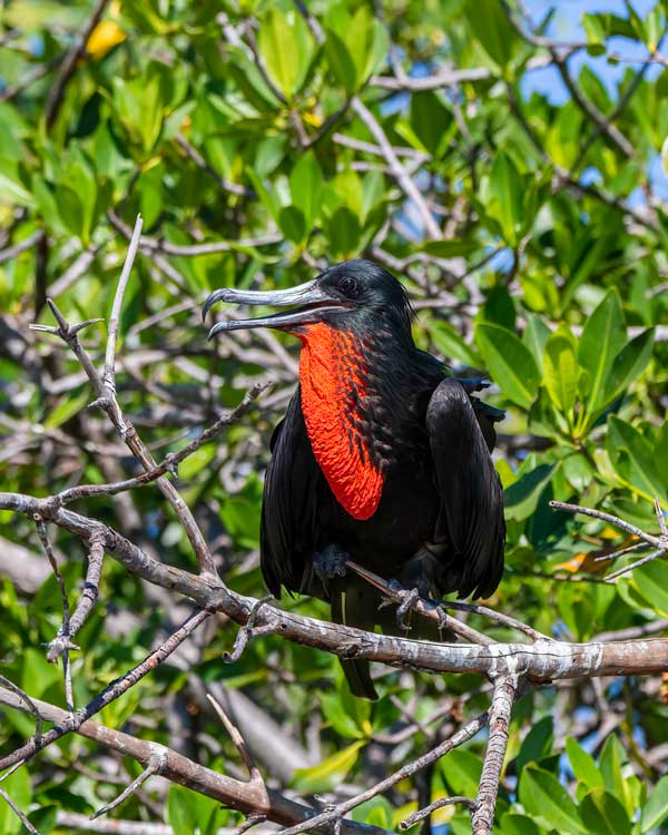Magnificent frigatebird perched on mangrove Branches.
