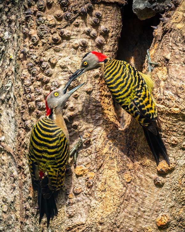 A male and female Hispaniolan woodpecker join beaks as they hold on to the side of a tree, with their distinct stripped backs piercing stare. They can be found all over the Dominican Republic, and especially in Punta Cana.