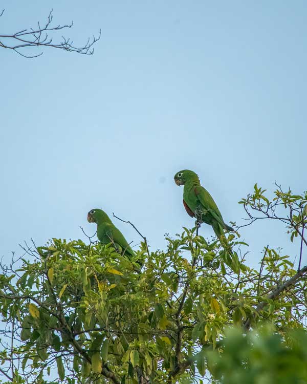 Two Hispaniolan Parakeets sit perched on thin branches on a tree top, with the signature white ring around their eyes which make them appear larger than they are. This species is typically found in Punta Cana Dominican Republic and also in La Romana.